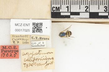 Media type: image;   Entomology 17025 Aspect: Labels